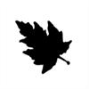 Punch - Silver Maple (M)