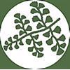 Punch - Maidenhair Fern(XL)