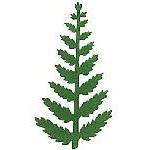 Punch - Bregneblad / Rock Fern (XL)